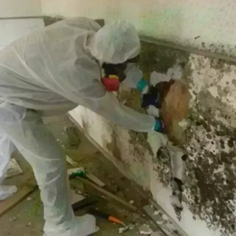 Mold Remediation and Removal in Ashland, MS